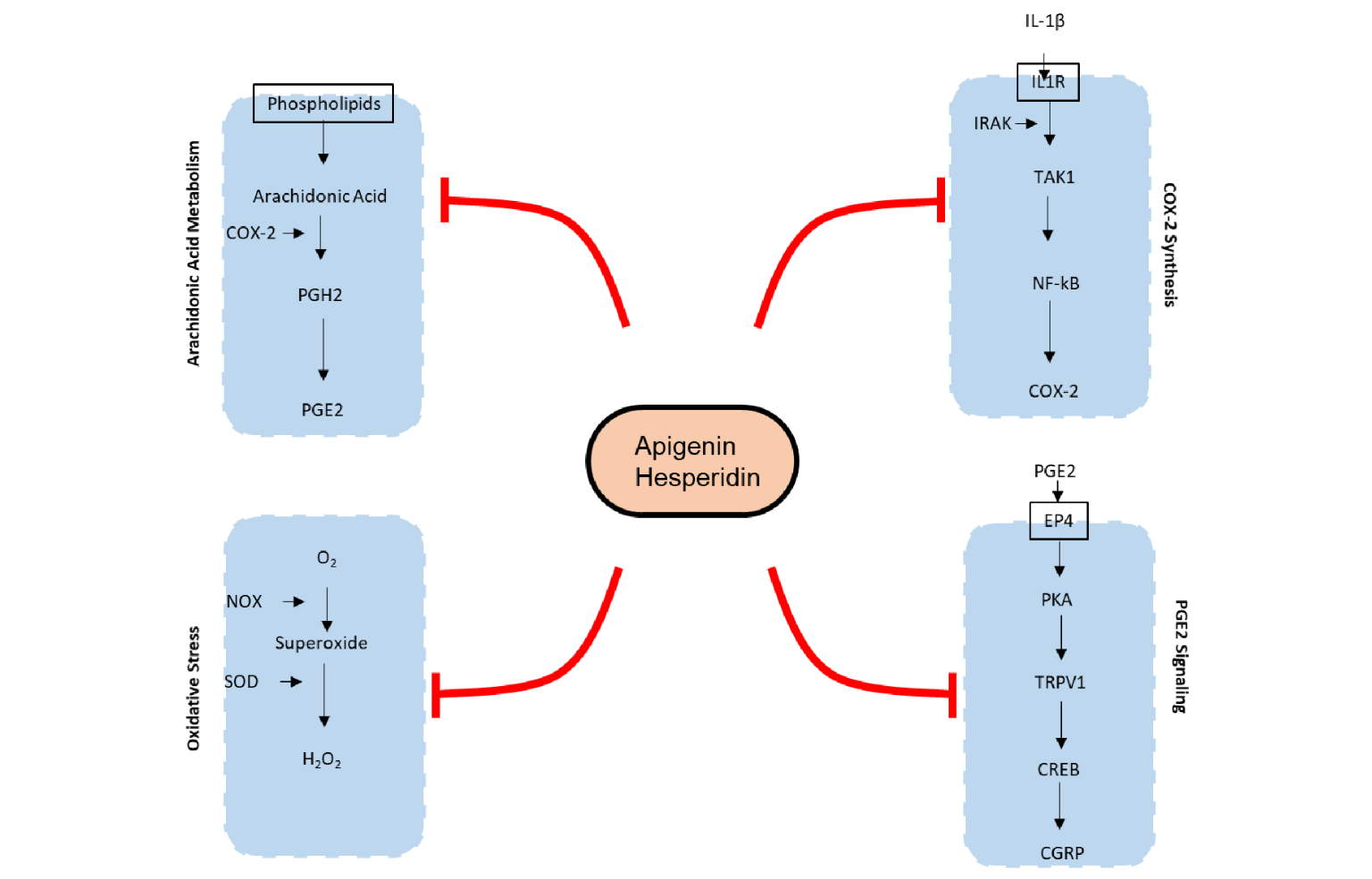 <i>In Silico</i> Modeling