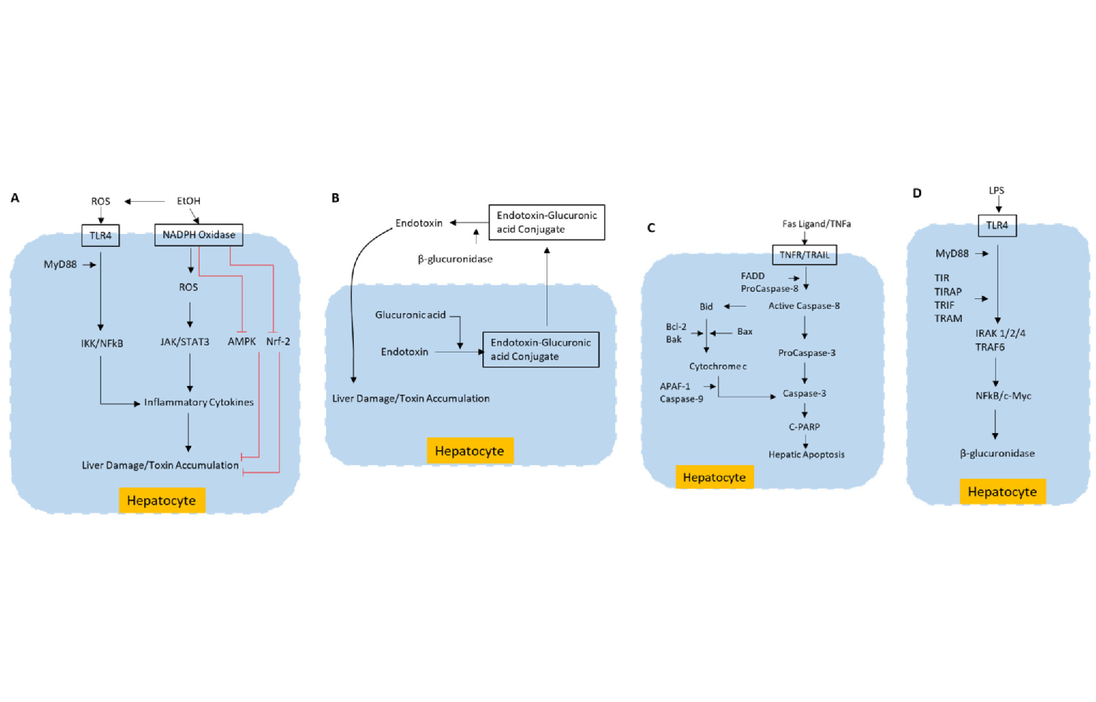 <i>In Silico</i> Modeling